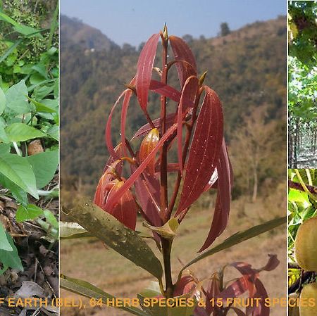 ホテル Tushita Nepal Yoga Retreat Center ポカラ エクステリア 写真